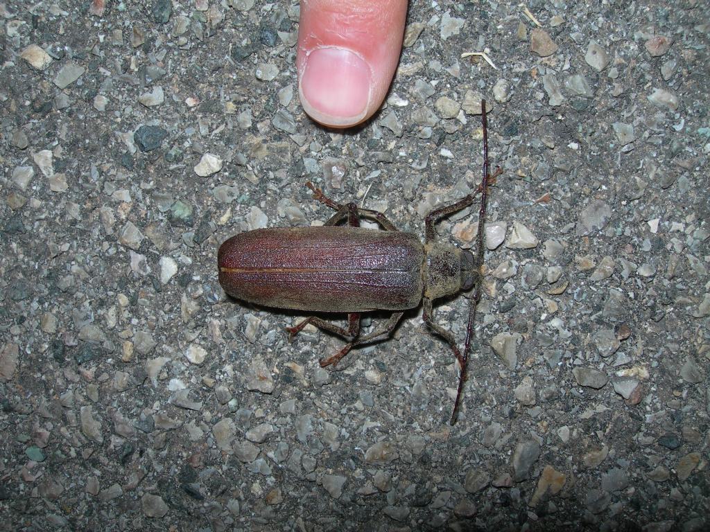 Cerambycidae: Prinobius myardii ?  S, femmina !